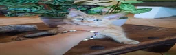 Maine Coon gatti in vendita: Maine coon gattini - Annuncio 4