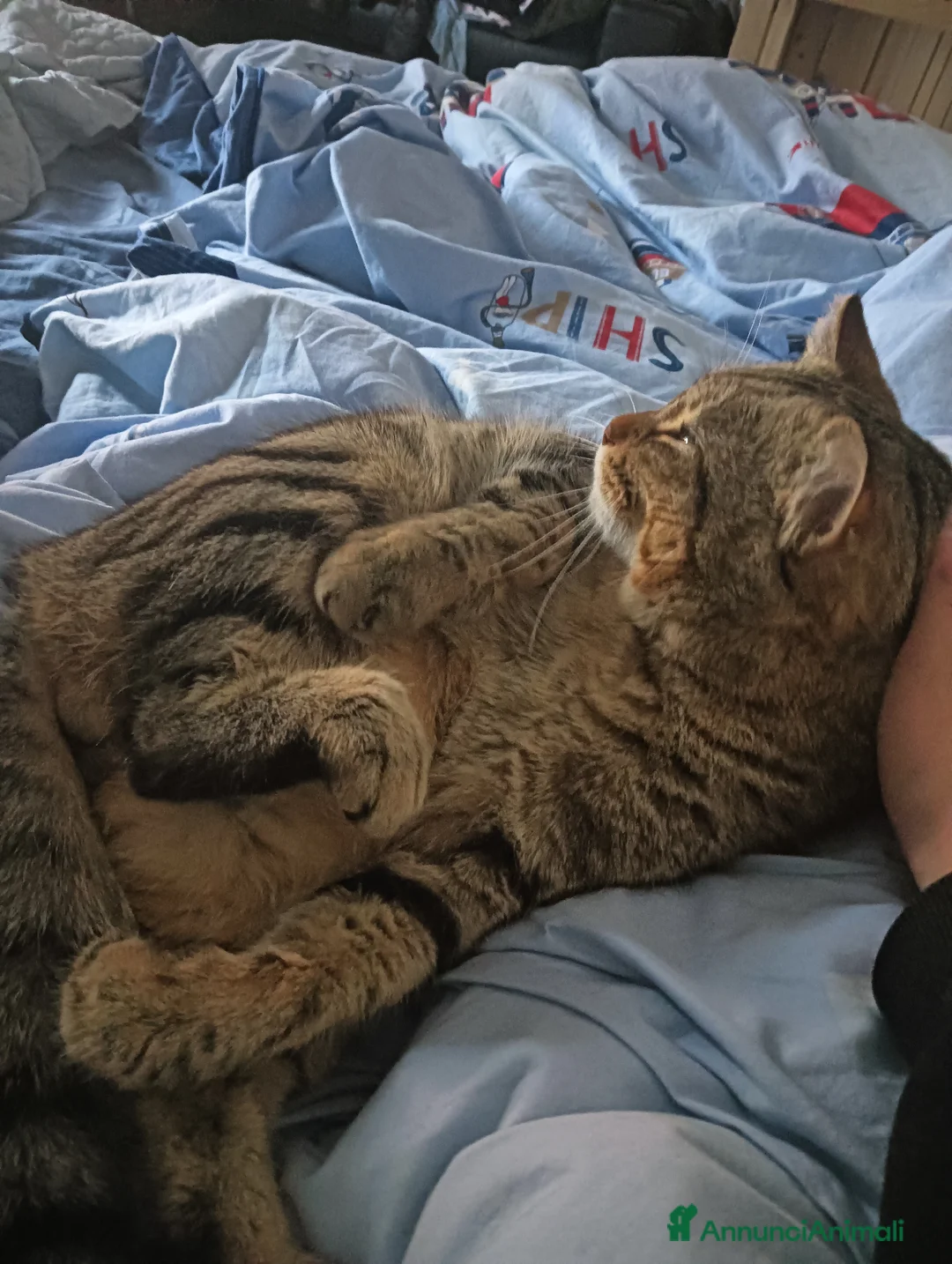 Immagine della galleria {{count}}