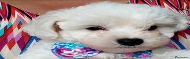 Bichon Cucciolo 4