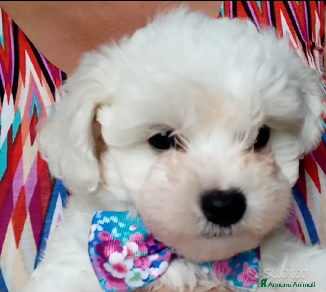 Bichon cani in vendita: Bichon a poil frisé - Annuncio 3