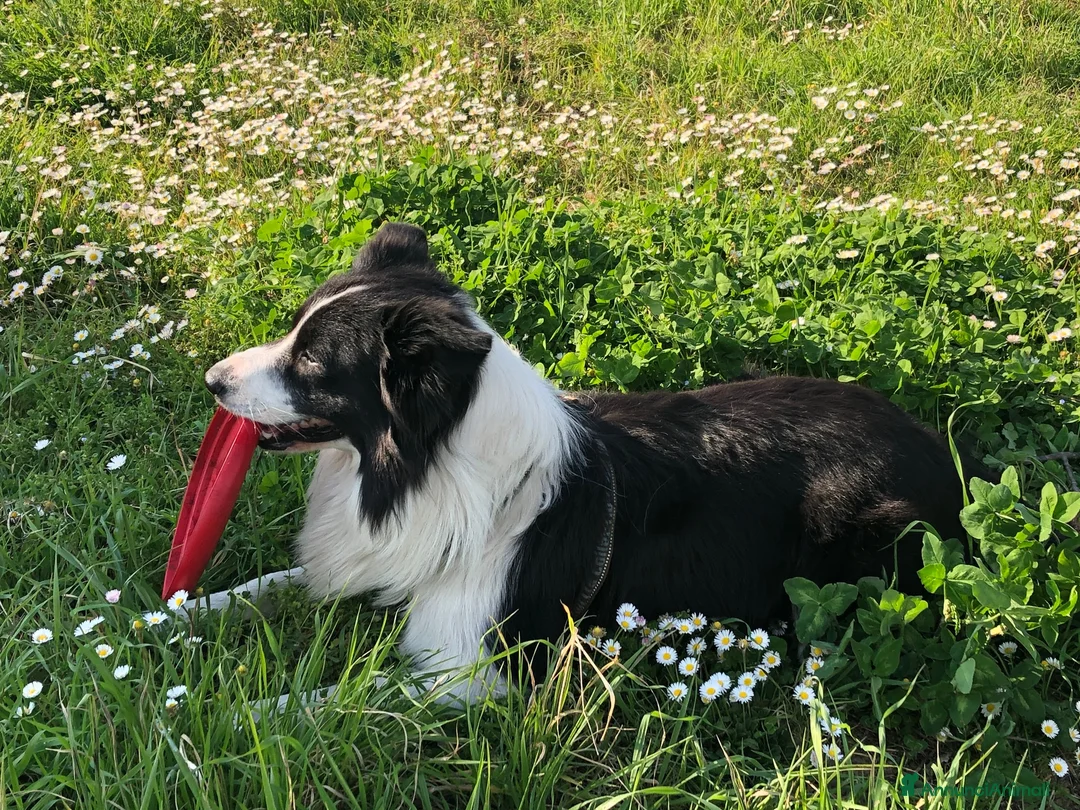 Border Collie cani per accoppiamento: Border Colli con Pedigree per accoppiamento - Annuncio 2