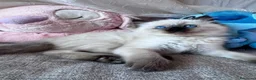 Ragdoll gatti in vendita: Cuccioli Ragdoll disponibili a Città metropolitana di Messina - Annuncio 21