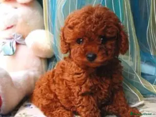 Barboncino Toy cani Barboncini Toy - Annuncio 2