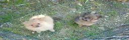 Spitz cani in vendita: Spitz tedesco piccolo  - Annuncio 2