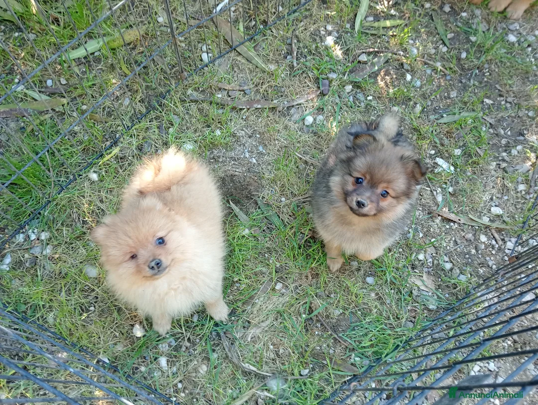 Spitz cani in vendita: Spitz tedesco piccolo  - Annuncio 2