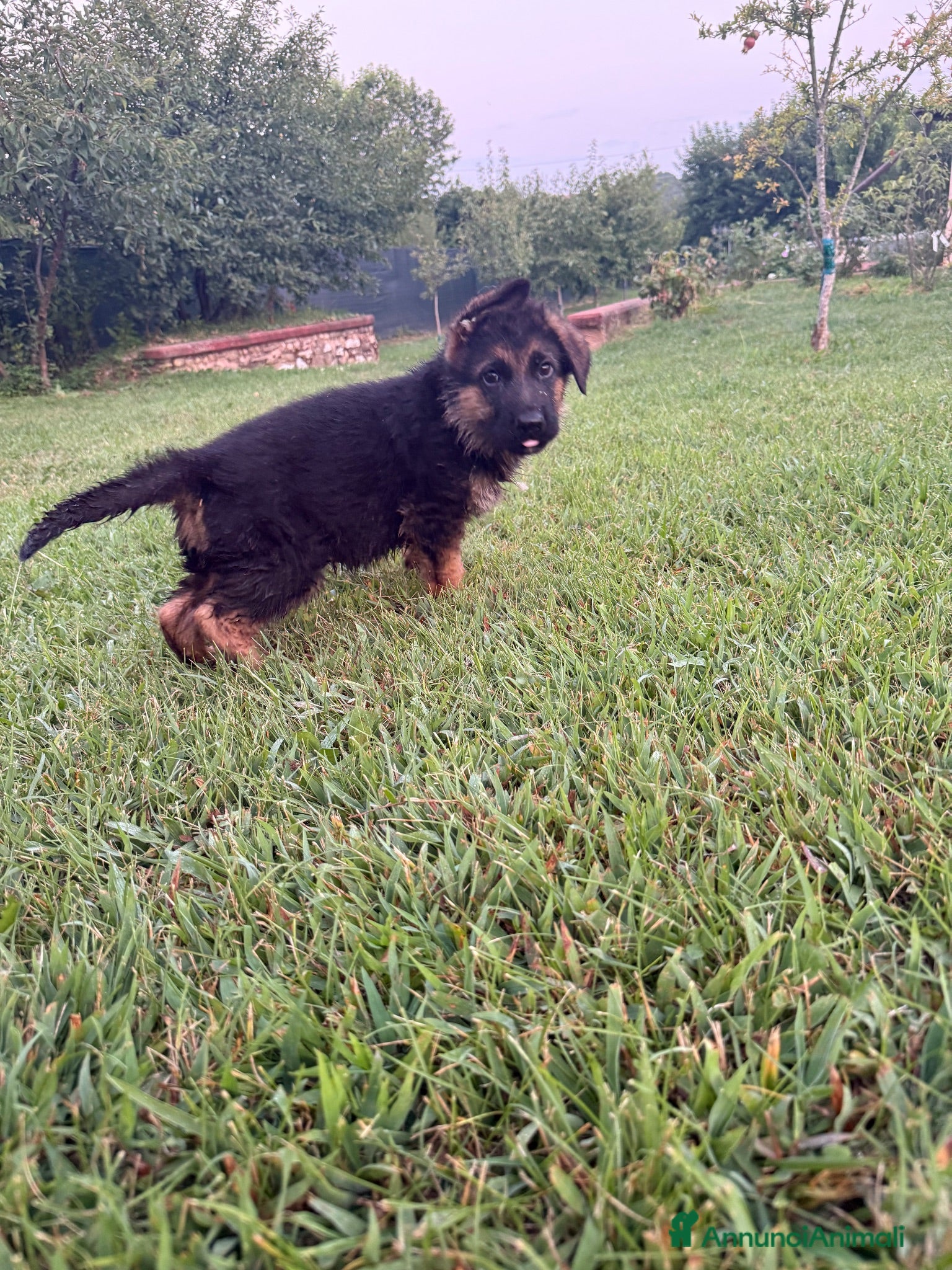 Pastore Tedesco cani Cuccioli di Pastore Tedesco - Annuncio 2