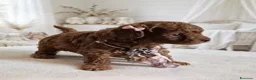 Barboncino Toy cani in vendita: Cucciola di barboncino toy a Città Metropolitana di Napoli - Annuncio 1