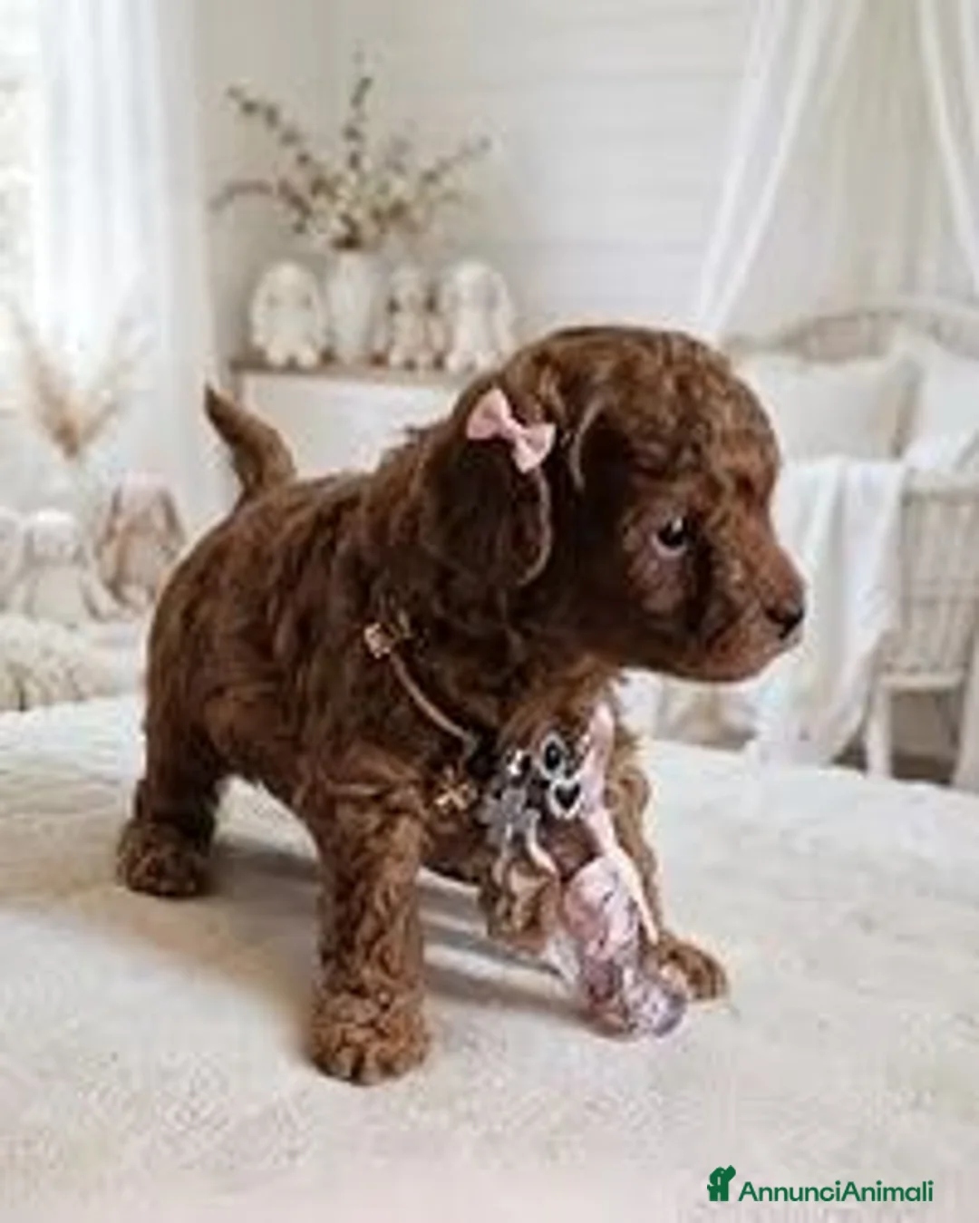 Barboncino Toy cani in vendita: Cucciola di barboncino toy a Città Metropolitana di Napoli - Annuncio 1