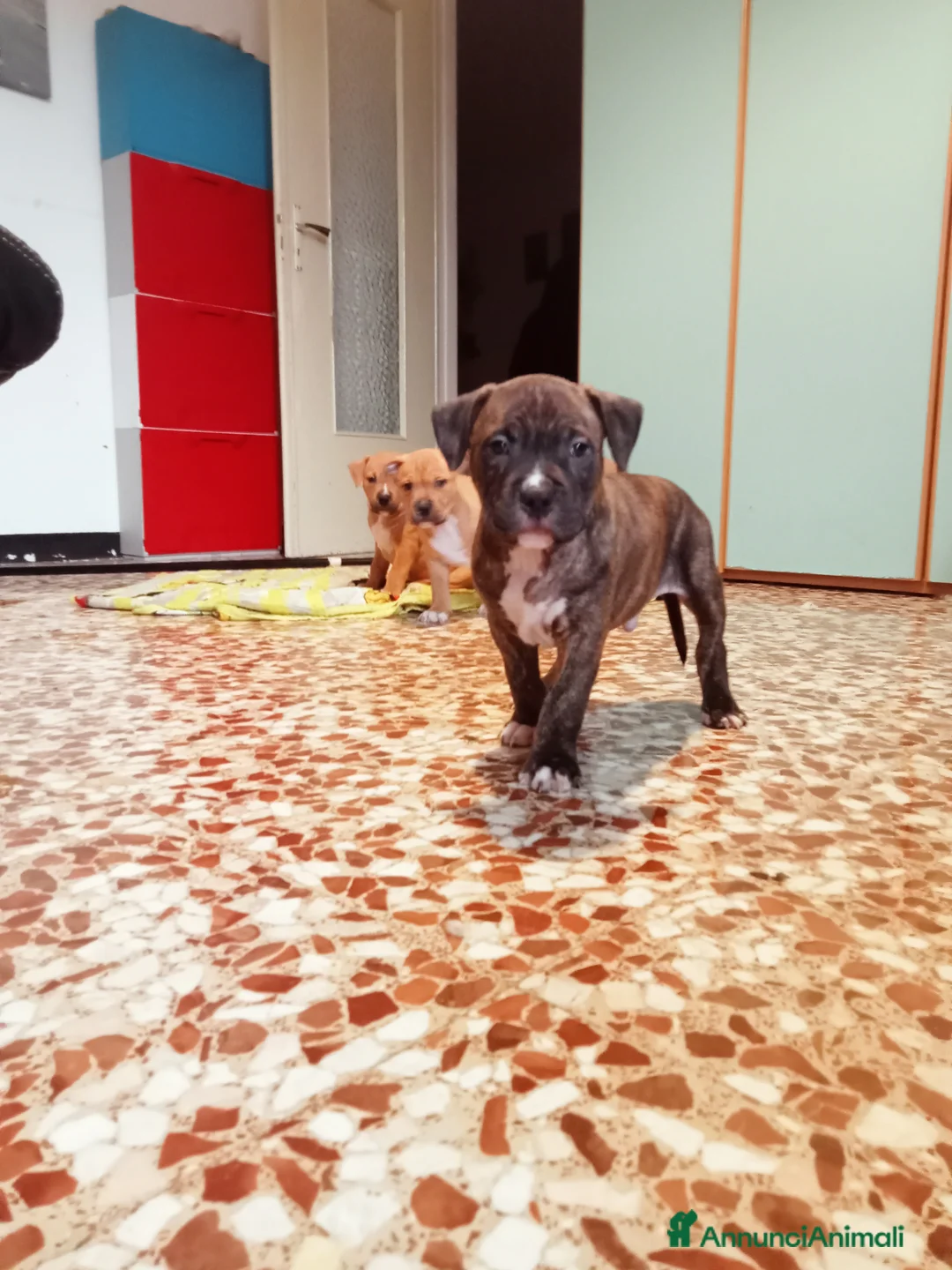 Pitbull cani in vendita: Cuccioli di pitbull - Annuncio 4