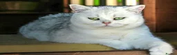 British gatti in vendita: Cuccioli British con pedigree a Provincia di Bergamo - Annuncio 1
