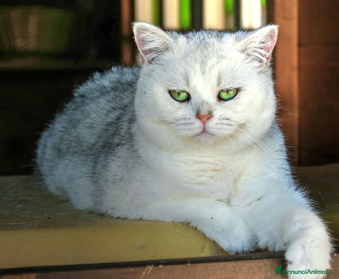 British gatti in vendita: Cuccioli British con pedigree a Provincia di Bergamo - Annuncio 1