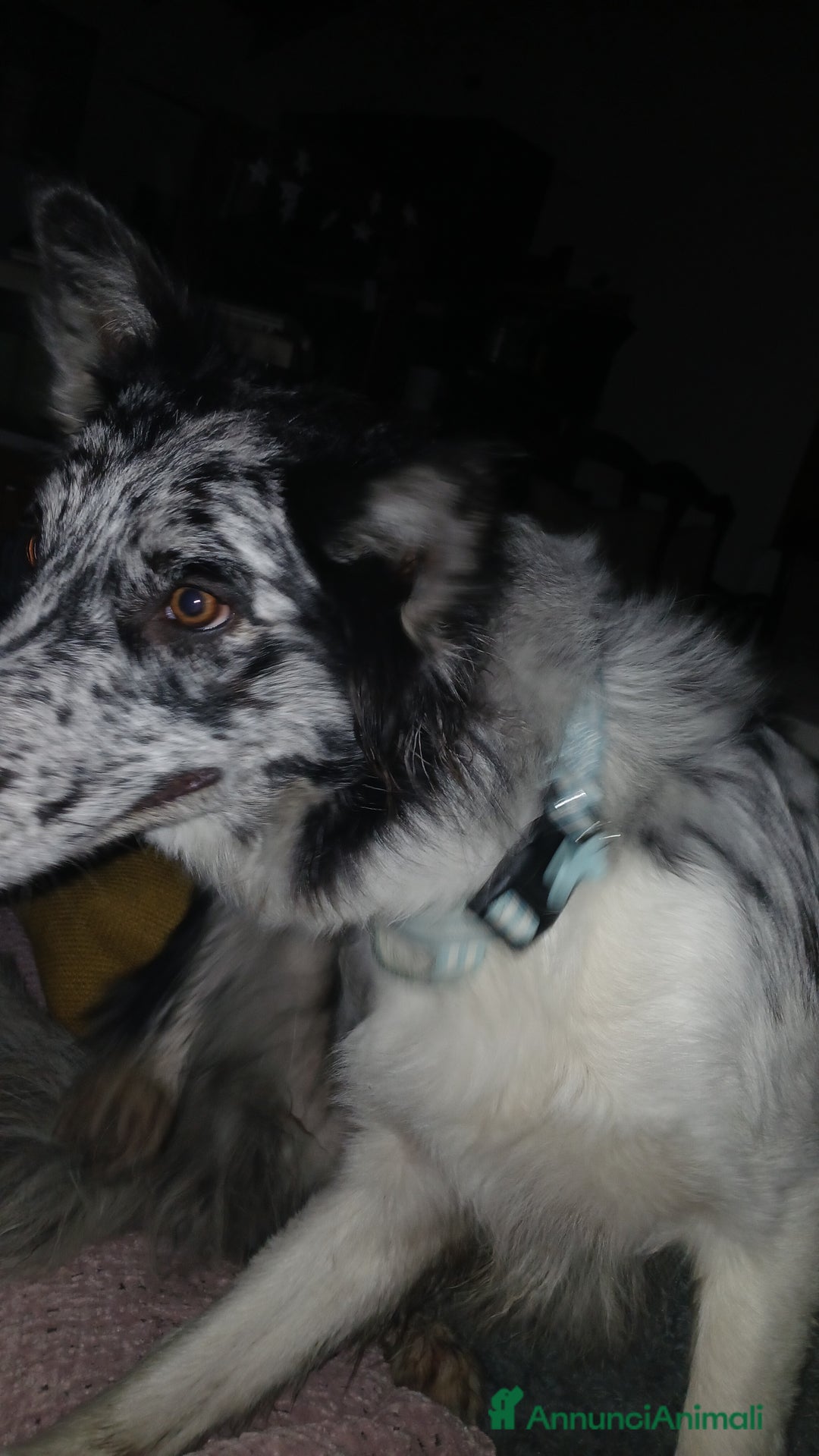 Australian Shepherd cani per accoppiamento: pastore australian della lessinia - Annuncio 4