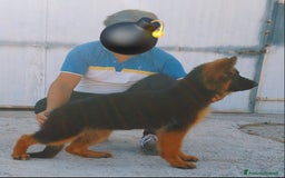 Pastore Tedesco cani in vendita: Pastore tedesco pelo lungo femmina 90 giorni  a Provincia di Foggia - Immagine 1