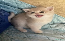 Scottish gatti in vendita: Scottish Straight - Annuncio 11