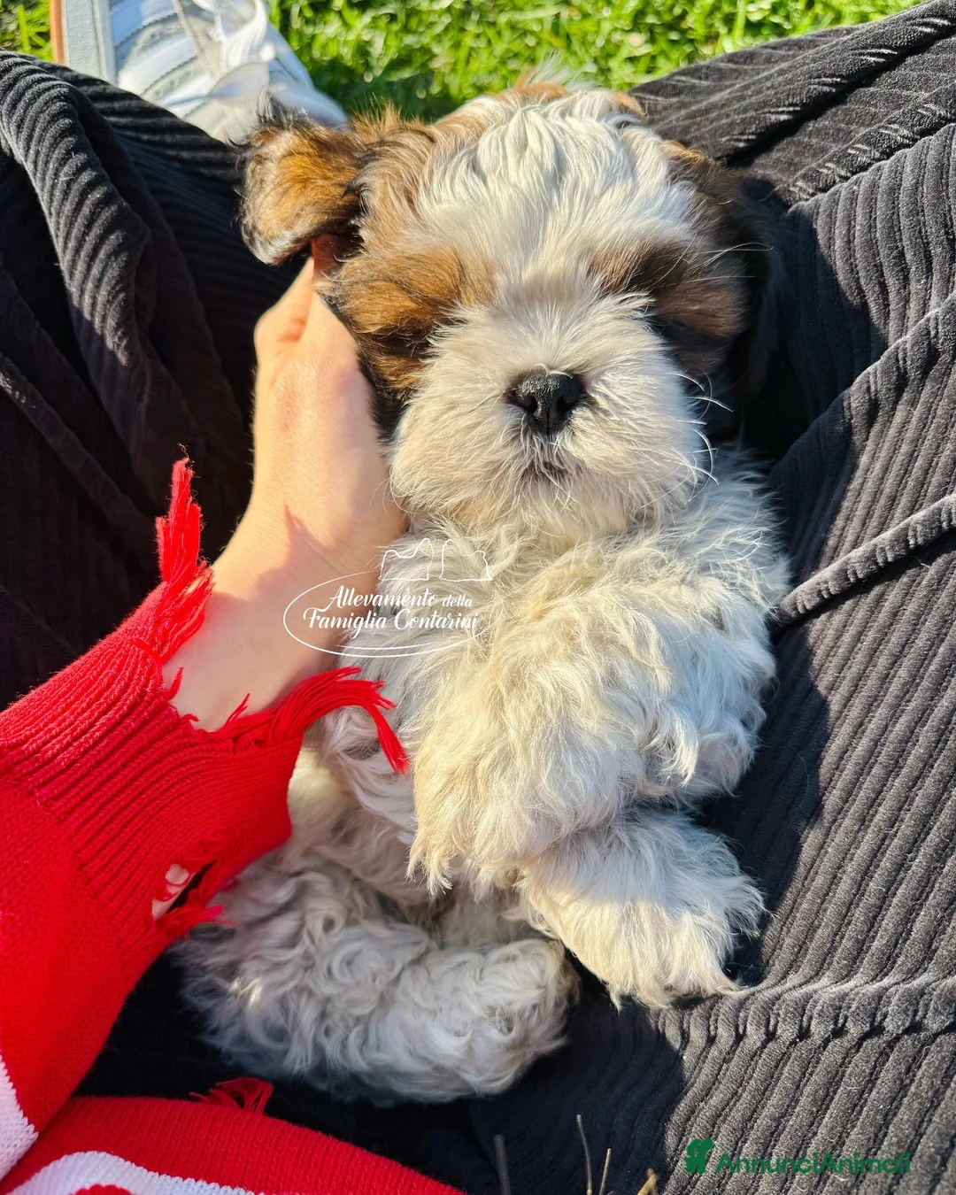 Shih Tzu cani in vendita: SHIHTZU CUCCIOLI con pedigree ENCI alta genealogia a Città metropolitana di Milano - Annuncio 2