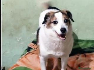 Meticcio cani Ambra 6/7anni salita anni fa e rifiutata. Bologna a Città metropolitana di Milano - Annuncio 38
