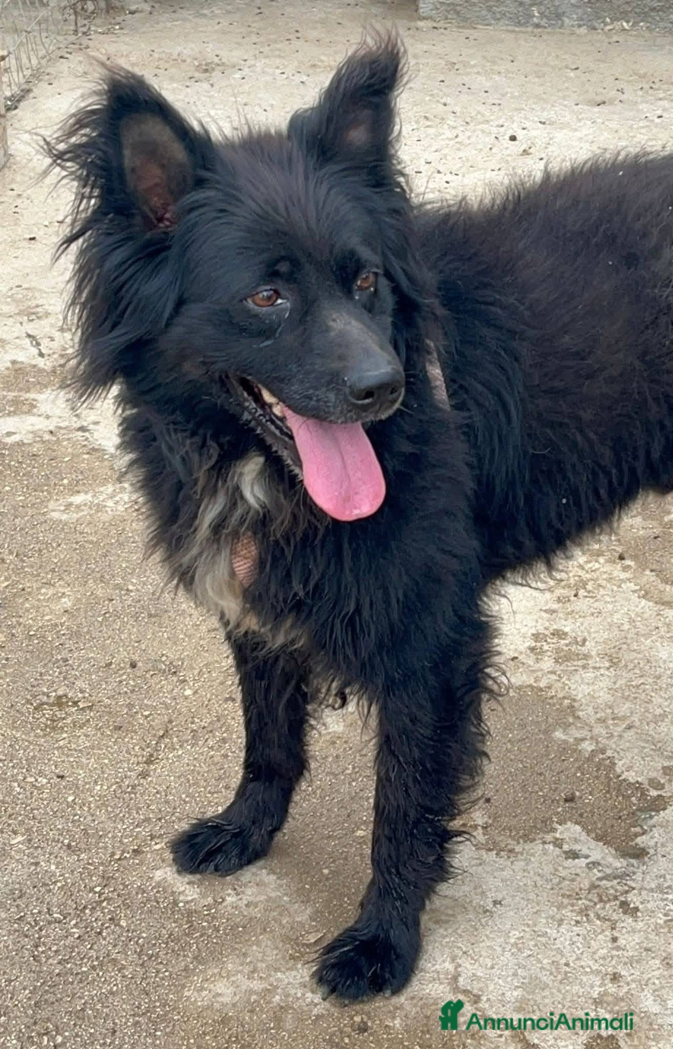 Meticcio cani Simba 11 anni - Annuncio 2