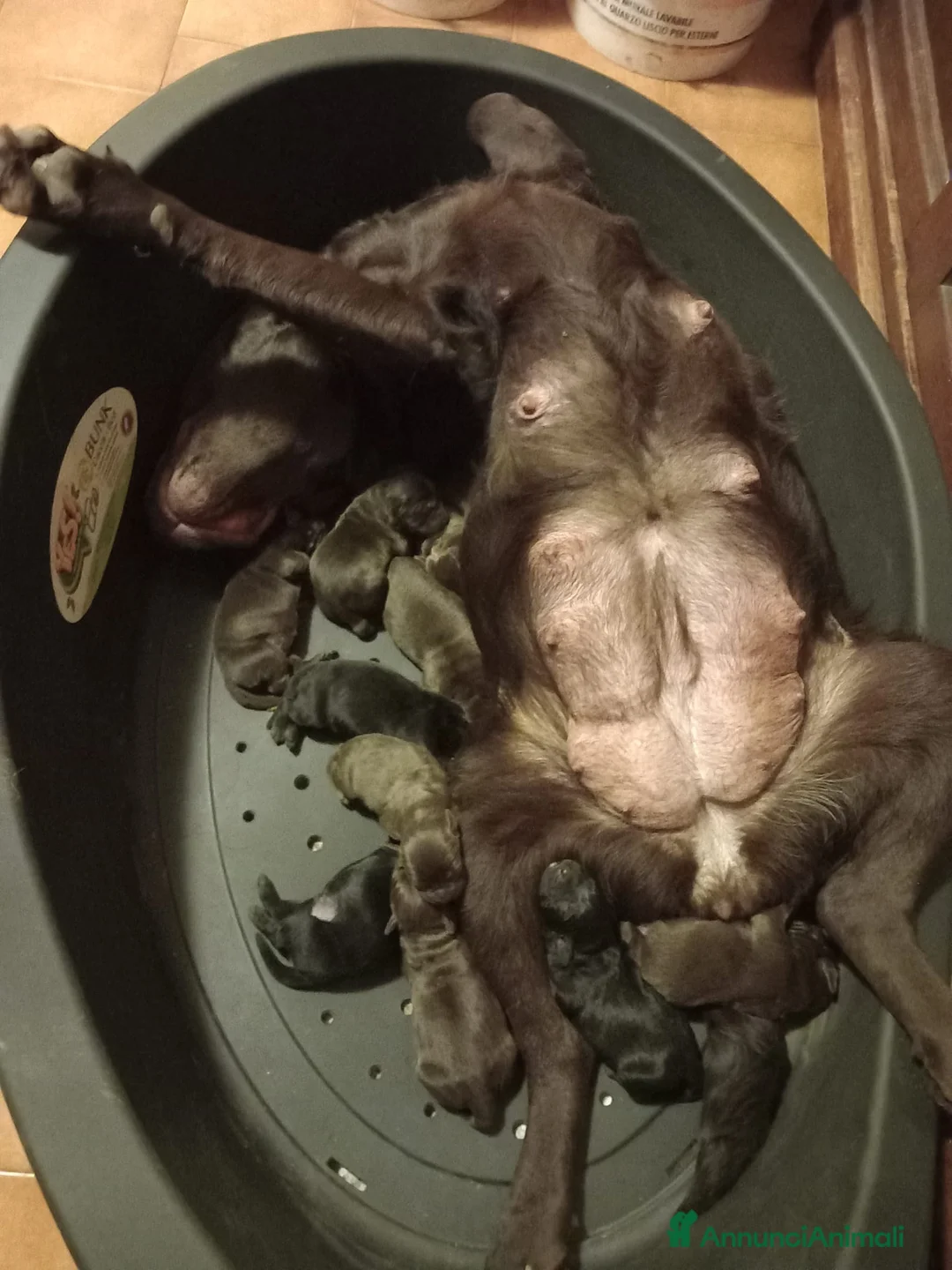 Labrador cani in vendita: Labrador retriever  - Annuncio 2