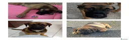 Meticcio cani in regalo: Wendy a Città metropolitana di Roma Capitale - Annuncio 19