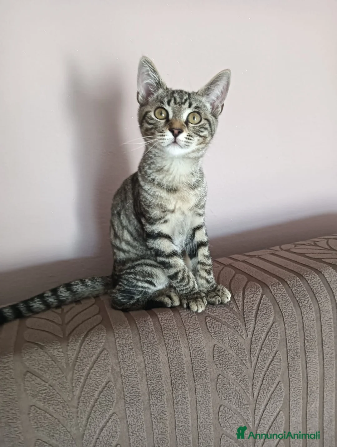 Meticcio gatti in regalo: Cacao miciotto tigrato di sei mesi  - Annuncio 1
