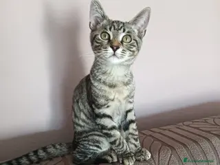 Meticcio gatti Cacao miciotto tigrato di sei mesi - Annuncio 1