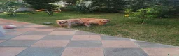 Golden Retriever cani in vendita: Cuccioli di Golden Retriever con Pedegree ENCI  - Annuncio 10