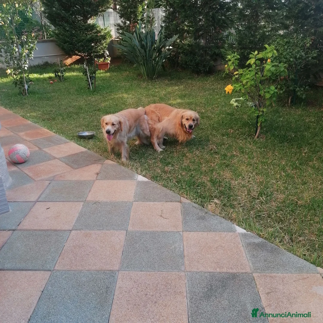 Golden Retriever cani in vendita: Cuccioli di Golden Retriever con Pedegree ENCI  - Annuncio 10