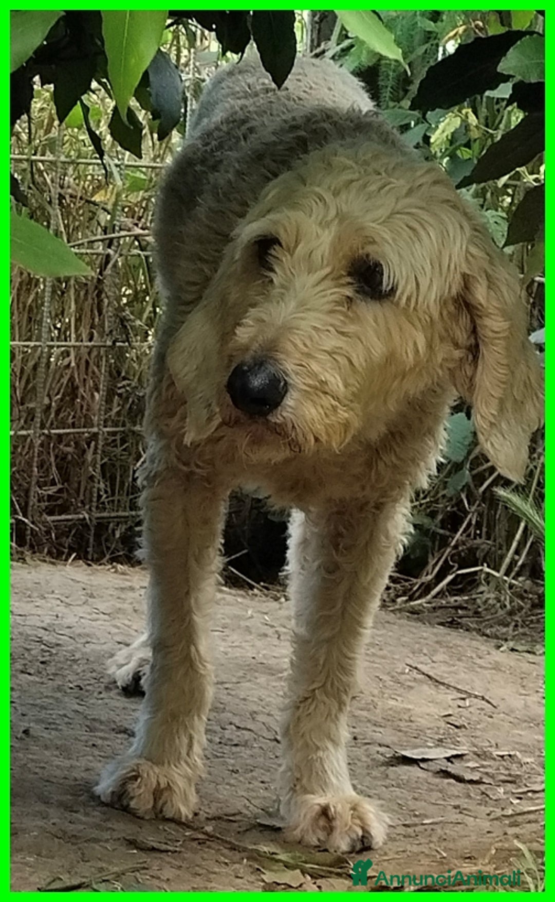 Lagotto cani in regalo: ALDO, DOLCE SIMIL LAGOTTINO 4 ANNI, UNA VITA NEGAT - Immagine 5