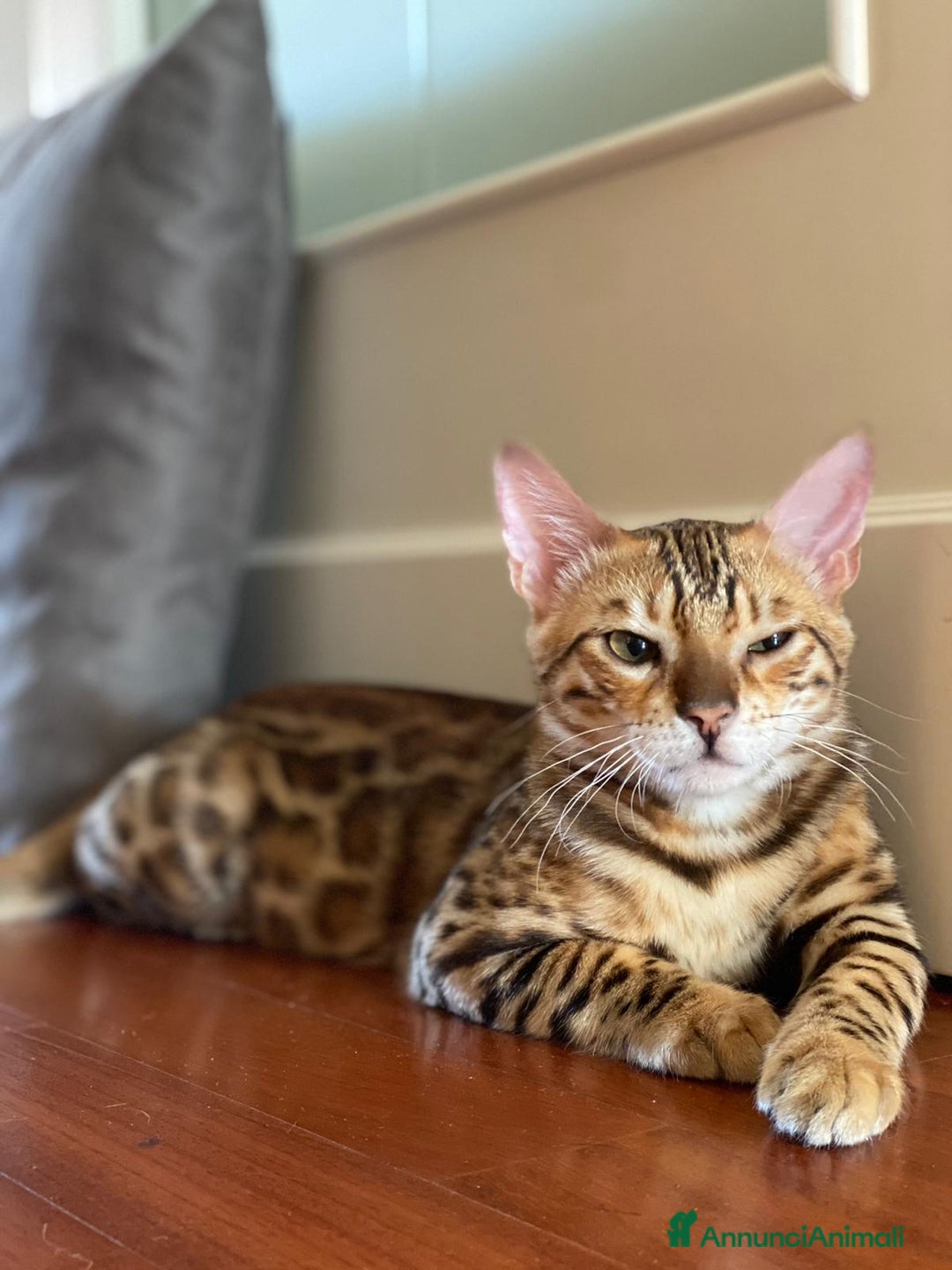 Bengala gatti in vendita: Cuccioli Bengala spotted ben 24 prenotazione  a Città Metropolitana di Bari - Immagine 15