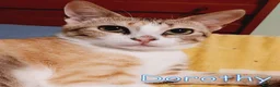 Europeo gatti in regalo: DOROTHY DOLCISSIMA GATTINA - Annuncio 6
