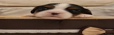 Cavalier King 4