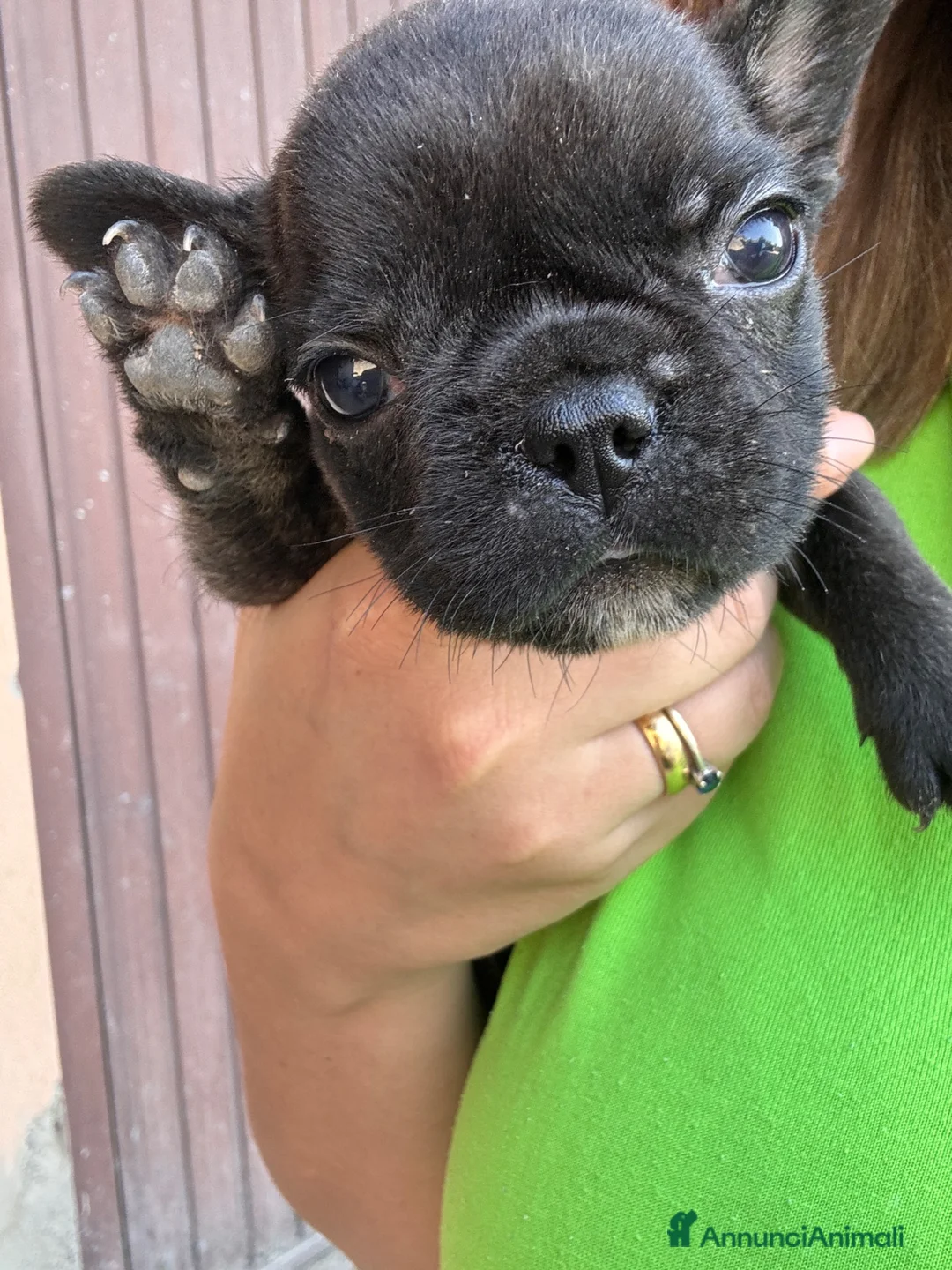 Bulldog Francese cani in vendita: Bulldog francese  a Provincia di Brescia - Annuncio 2