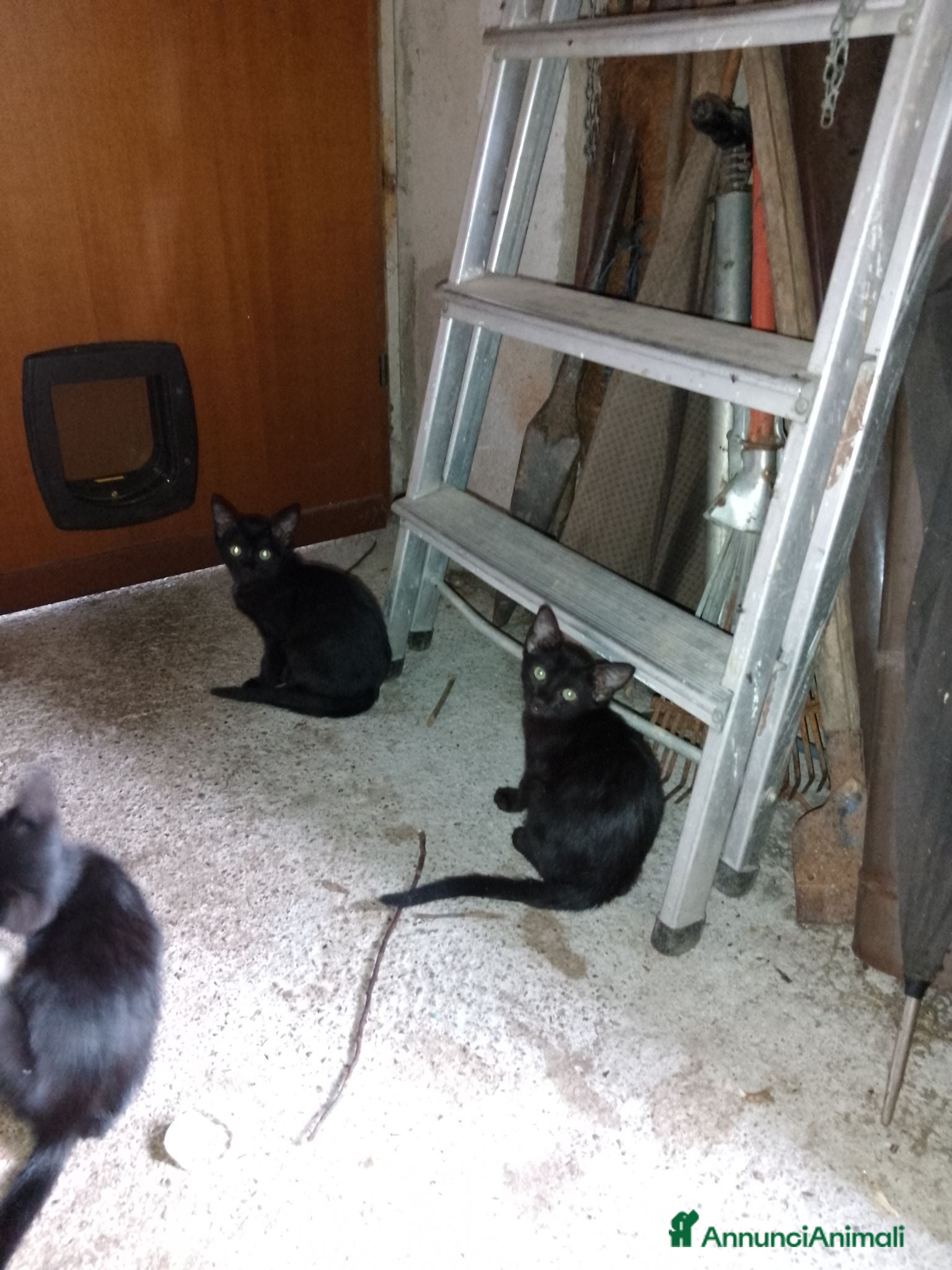Meticcio gatti Regalo gattini  - Annuncio 3