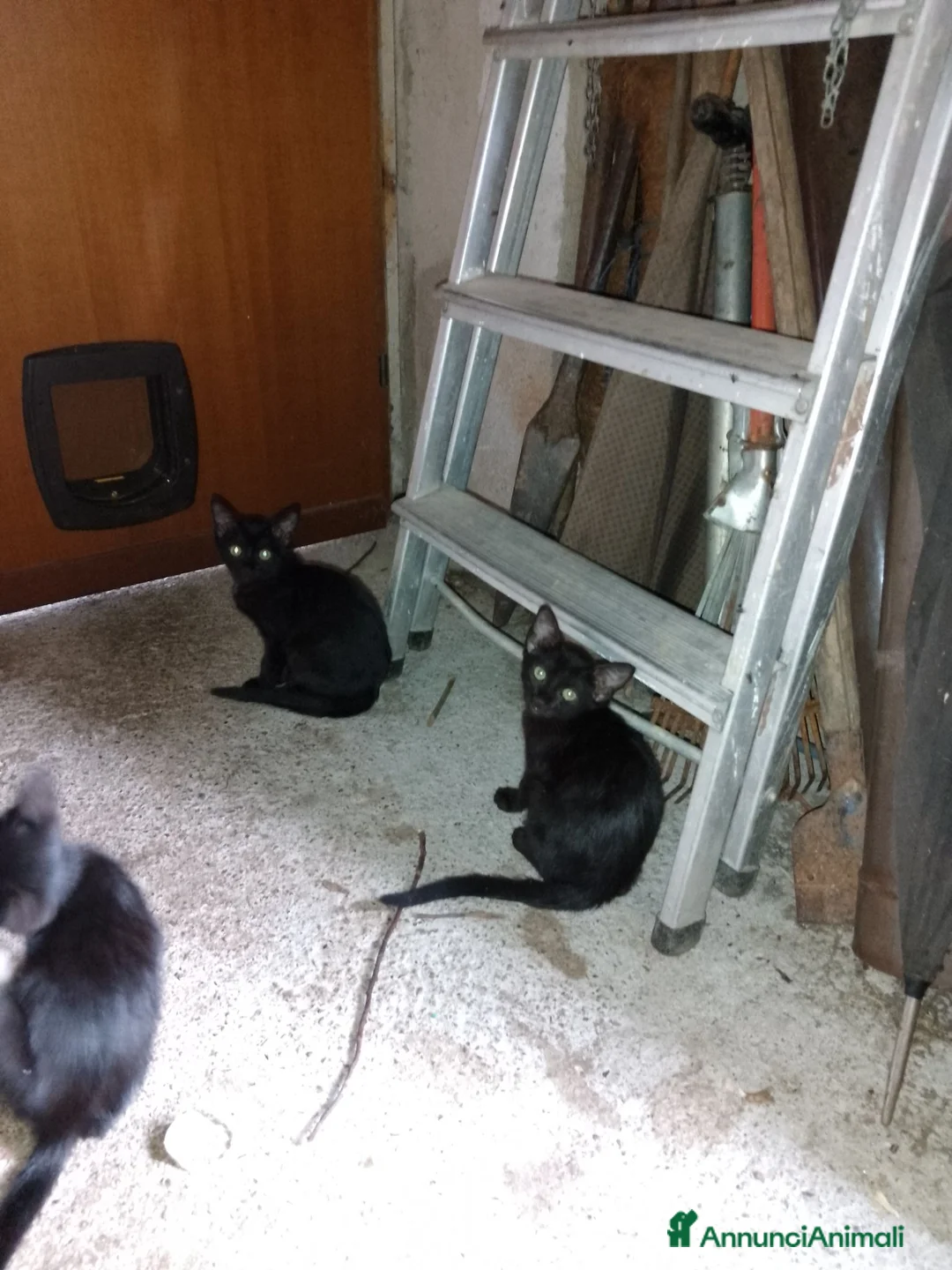 Meticcio gatti in regalo: Regalo gattini  - Annuncio 1