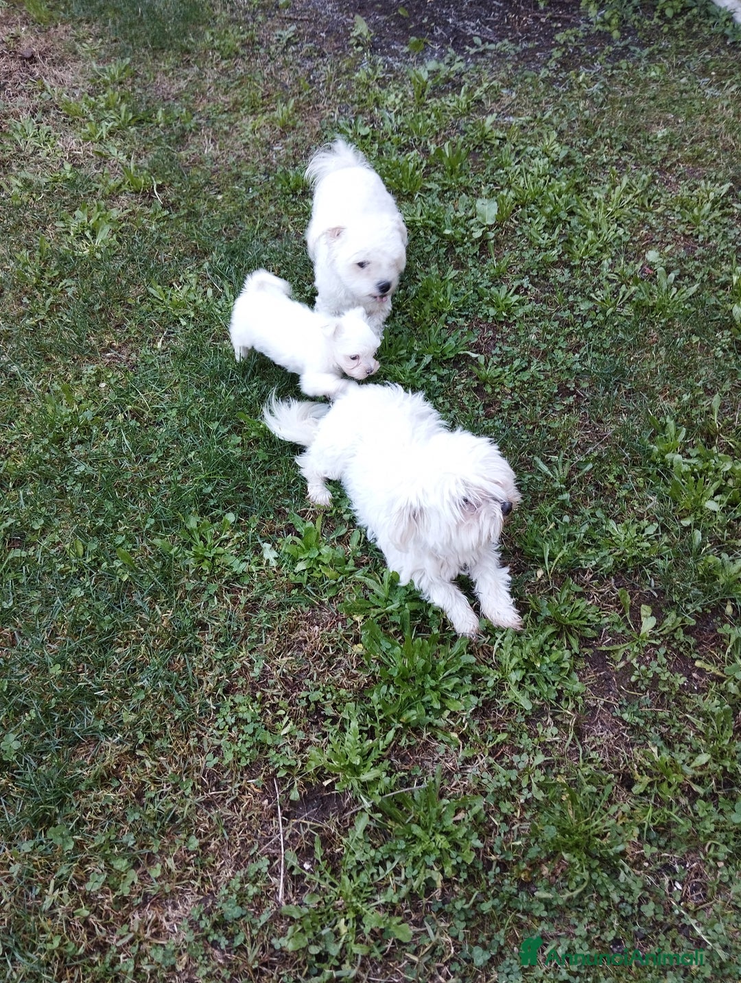 Maltese cani in vendita: Cucciolo maschio di maltese  - Annuncio 5