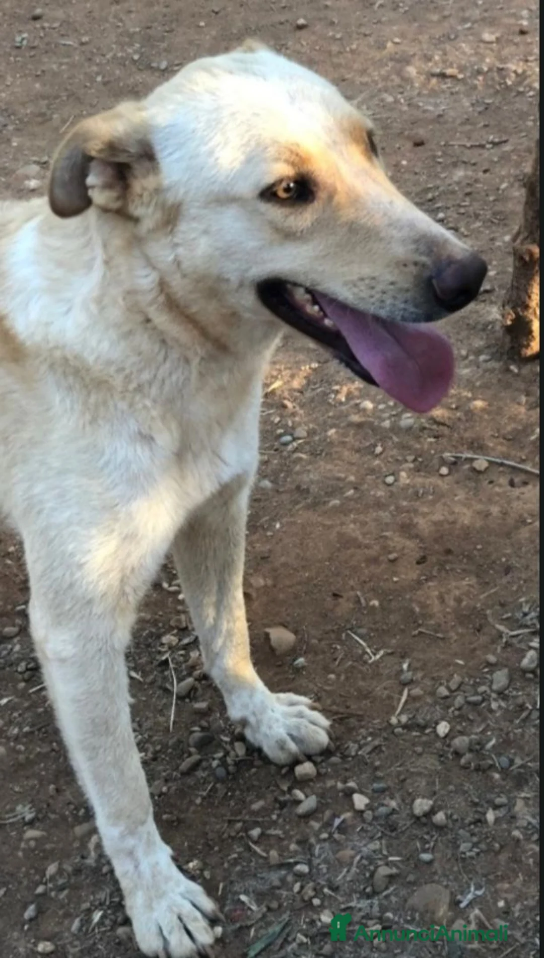 Meticcio cani in regalo: Zaira(mamma Pastore tedesco)3/4anni,zero richieste - Annuncio 2