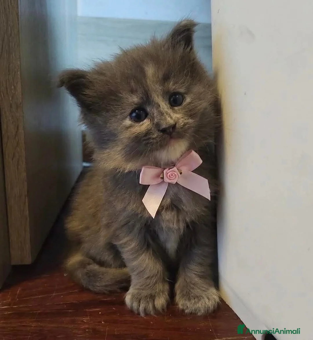 Maine Coon gatti in vendita: Maine coon  - Annuncio 2