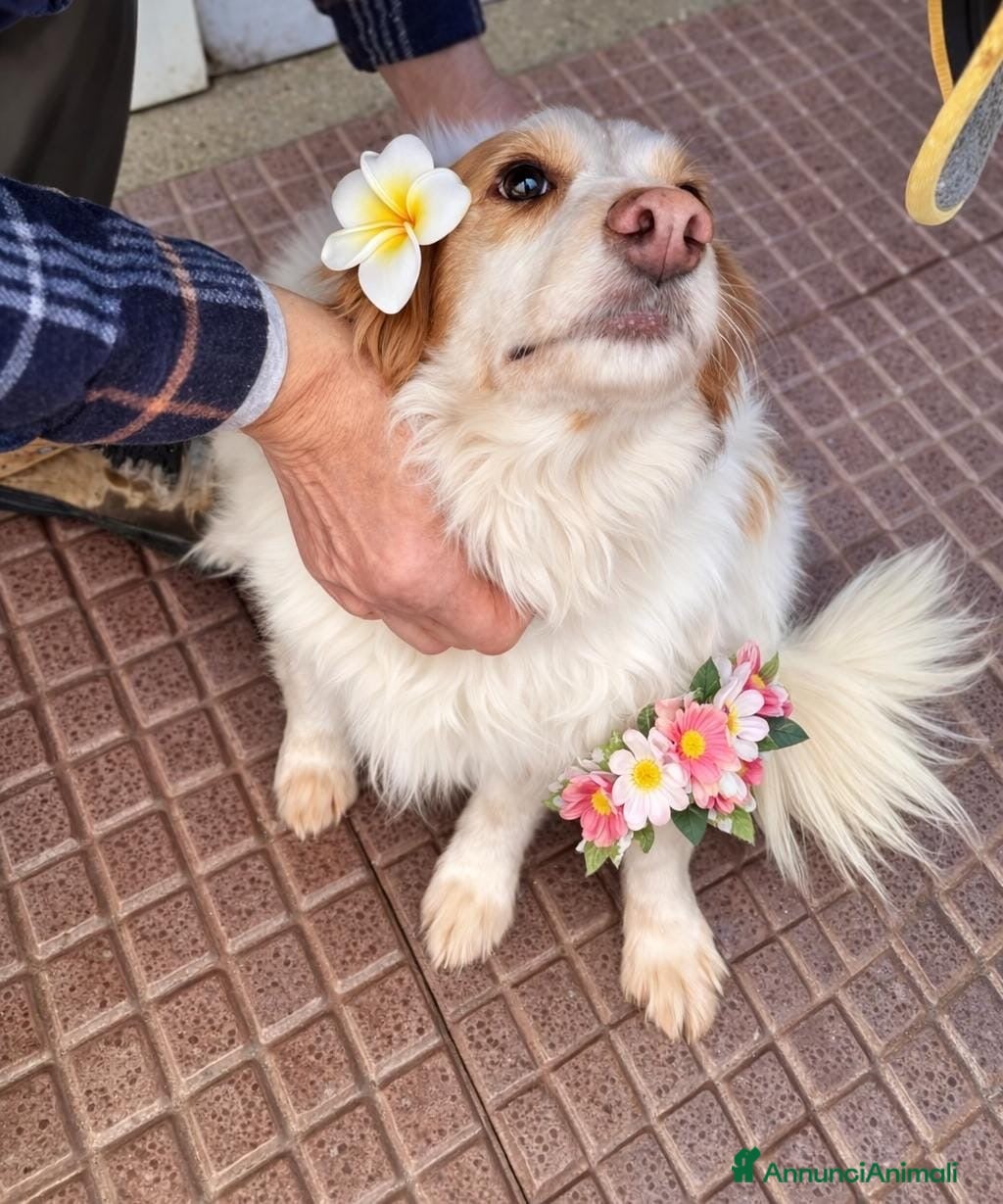Breton cani Sandy la bretoncina che sorride a Provincia di Como - Annuncio 21