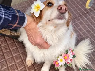 Breton cani Sandy la bretoncina che sorride a Provincia di Como - Annuncio 21