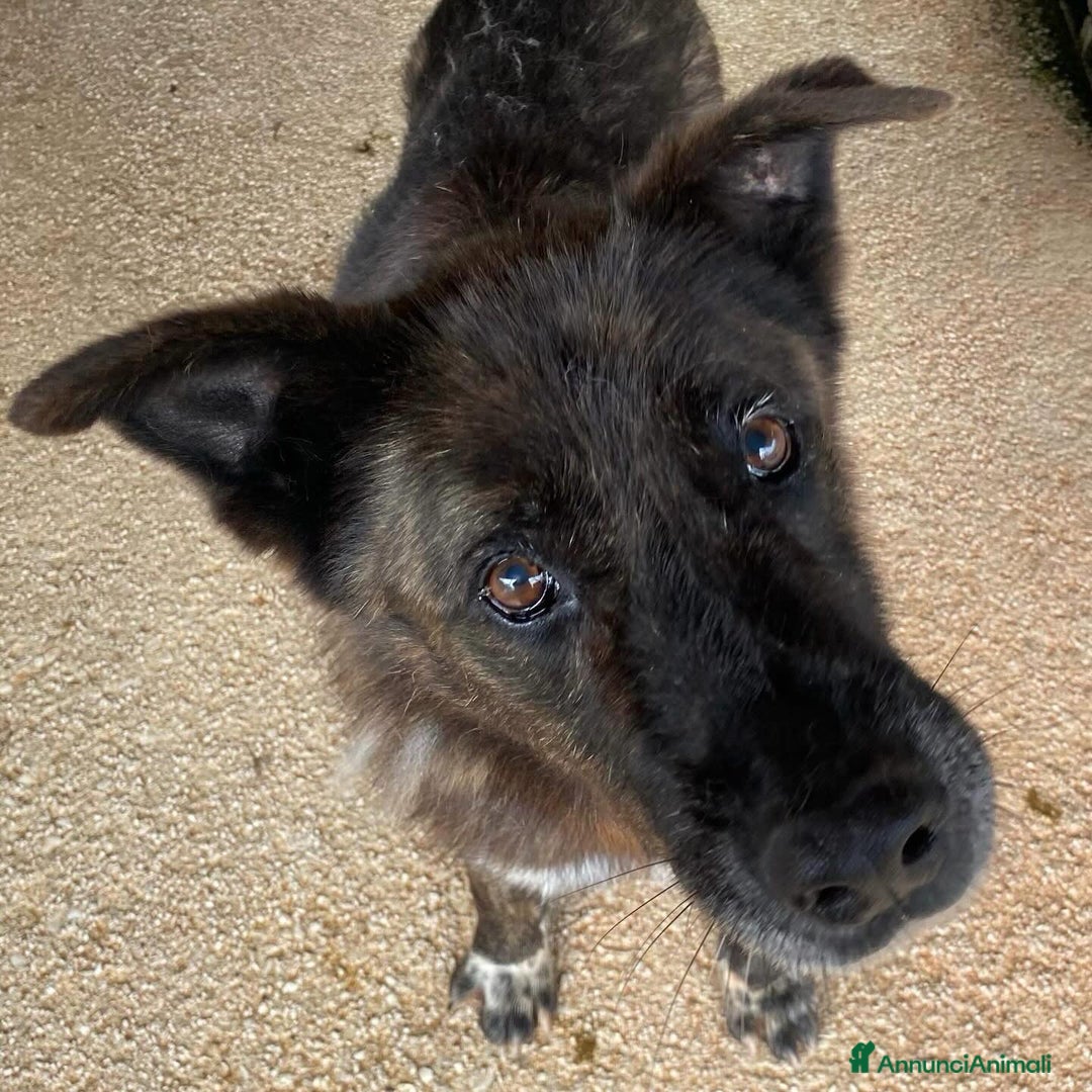 Meticcio cani in regalo: SCHIZZO adozione nonnino 12 anni canile Latina - Annuncio 4