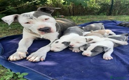 Staffordshire cani in vendita: Amstaff  - Immagine 7
