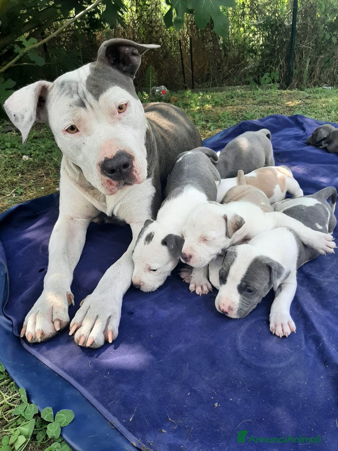 Staffordshire cani in vendita: Amstaff  - Immagine 7
