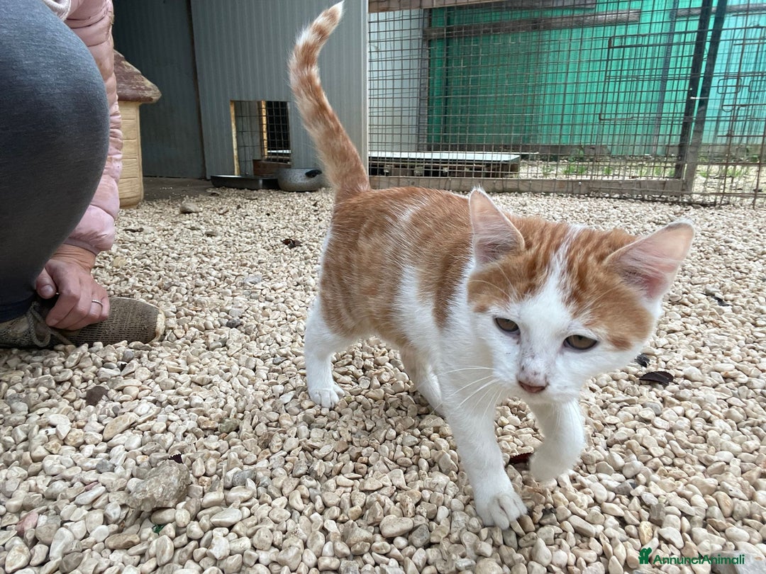 Meticcio gatti in regalo: SOS SOS SOS POOH - Annuncio 4