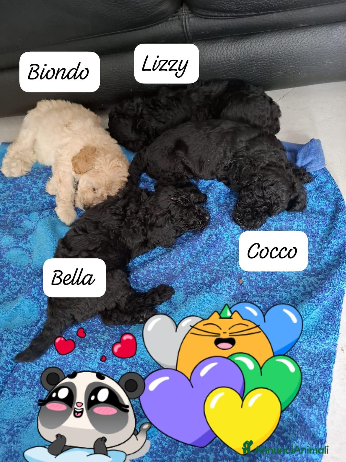 Barboncino cani Barboncini - Annuncio 2