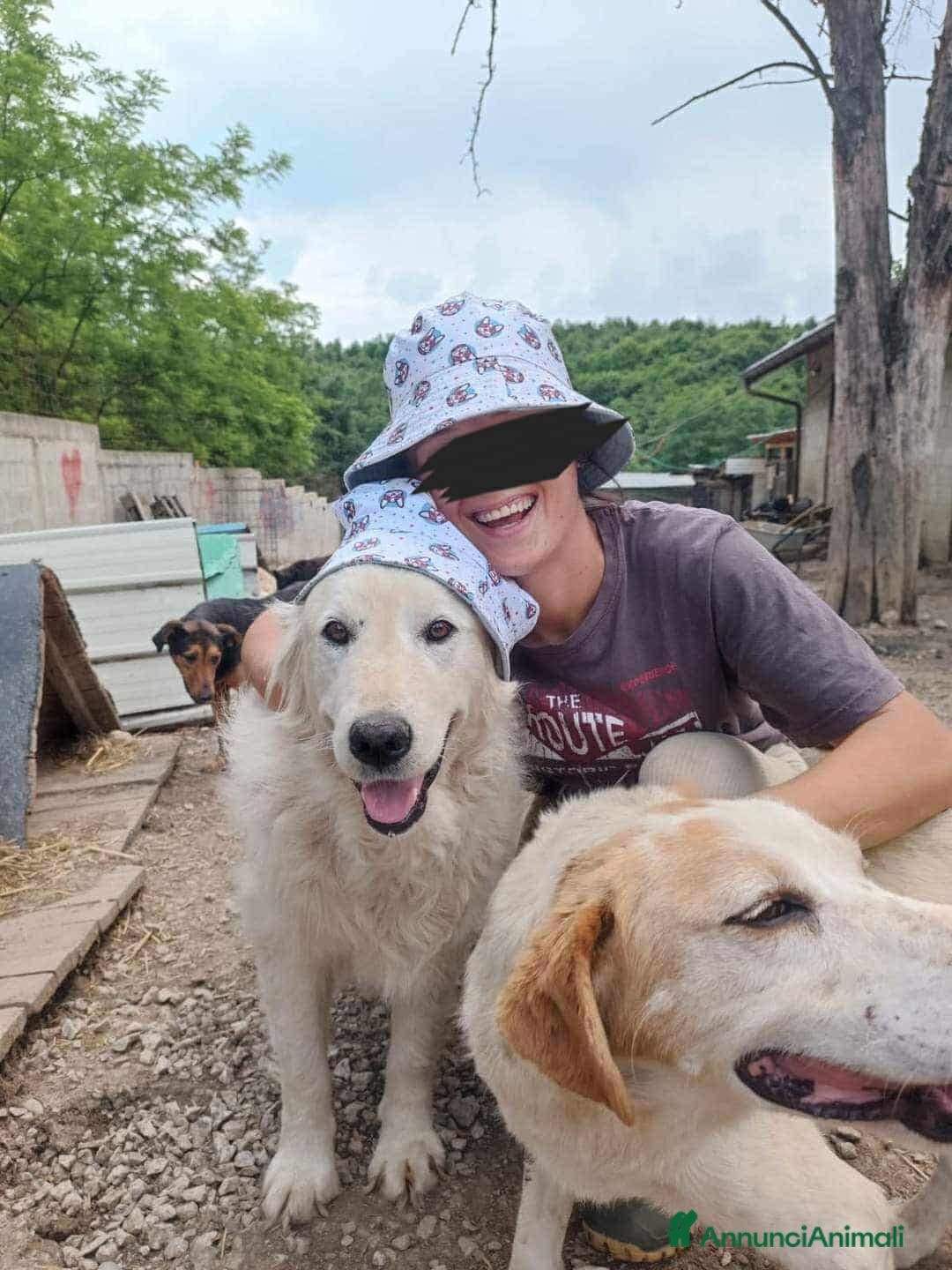 Meticcio cani in regalo: MARLEY, il gigante più buono di tutti - Annuncio 8