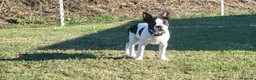 Boston Terrier cani in vendita: Cucciolo maschio di Boston Terrier - Annuncio 5