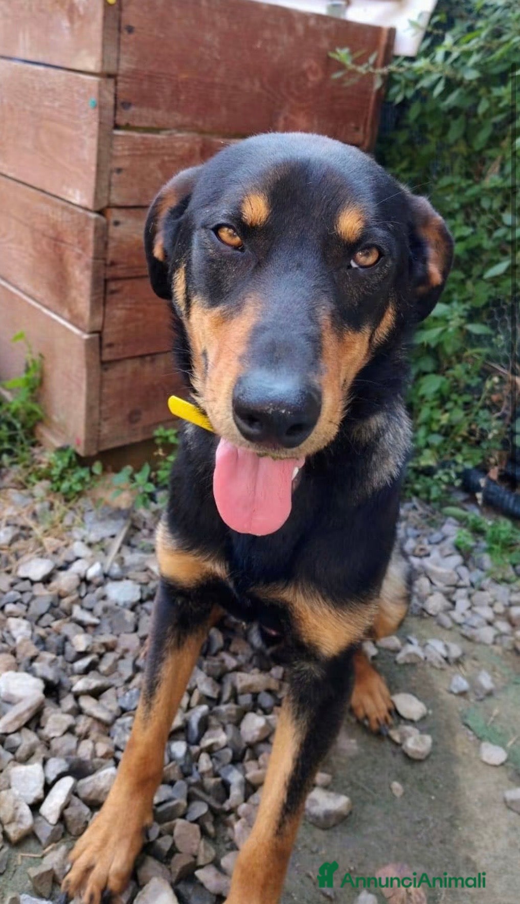 Meticcio cani Pino  - Annuncio 35