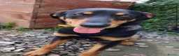 Meticcio cani in regalo: Pino  - Annuncio 1
