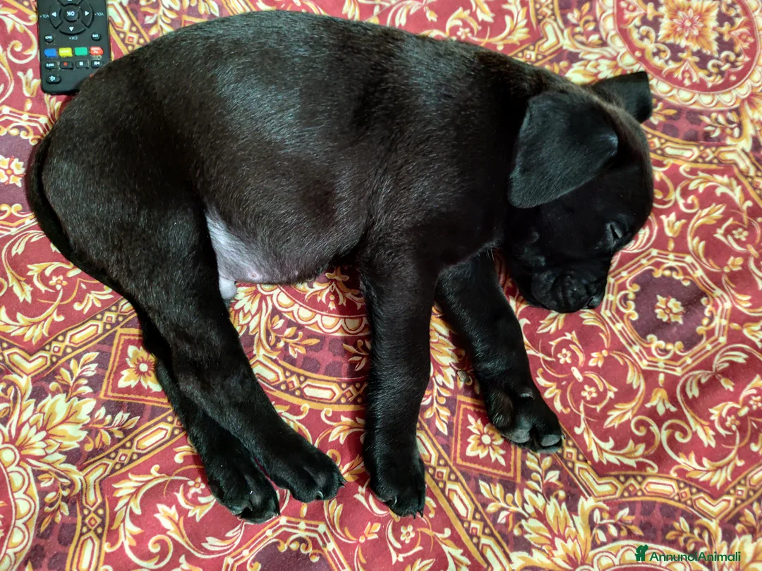 Cane Corso cani in vendita: Ultimo cucciolo  - Annuncio 5