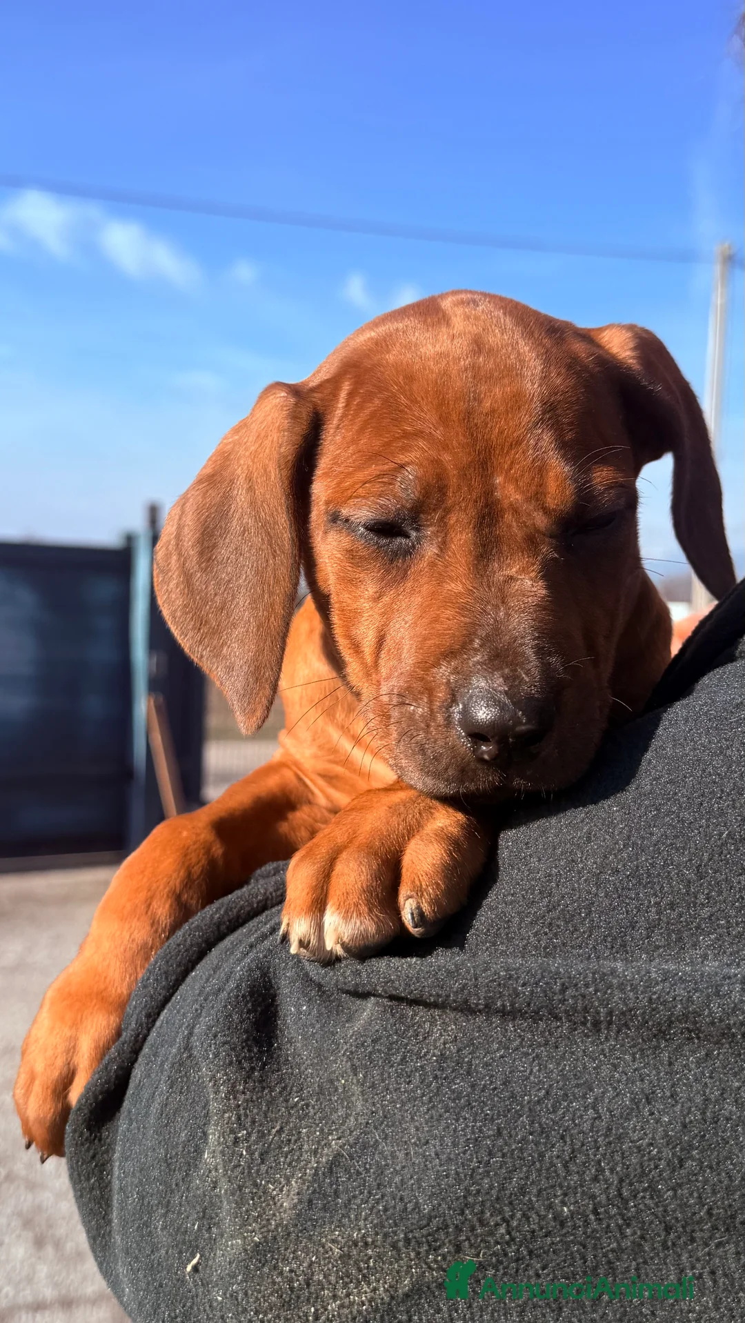 Rhodesian Ridgeback cani in vendita: Cuccioli di razza Rhodesian Ridgeback - Annuncio 3